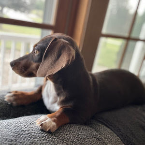 Meet your Posher, Cheryl